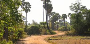 Sucre de palme de Kampong Speu, 2ème IGP du Cambodge