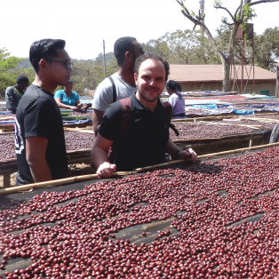 Le jardin caféier : un atout pour les producteurs éthiopiens