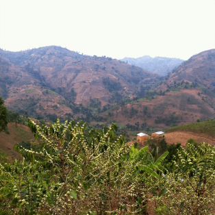 Terroir de café et agro-écologie au Burundi