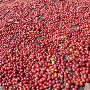 Le jardin caféier : un atout pour les producteurs éthiopiens